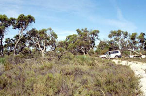 WLRA - soil pit WLRA85- landscape