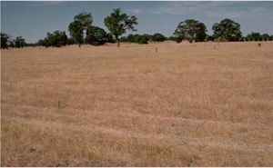 WLRA - soil pit WW16- landscape