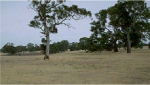WLRA - soil pit WW19- landscape