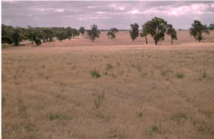 WLRA - soil pit WW3- landscape
