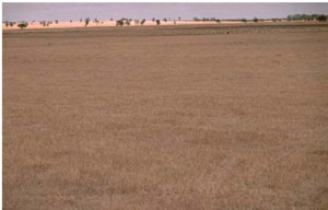 WLRA - soil pit WW4a- landscape