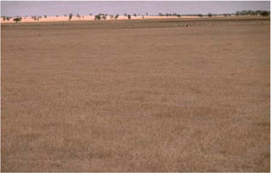 WLRA - soil pit WW4b- landscape