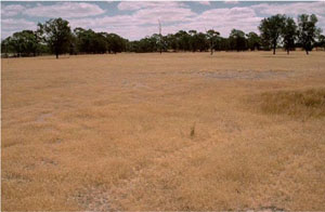 WLRA - soil pit WW7- landscape