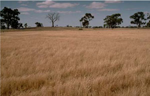 WLRA - soil pit WW8- landscape