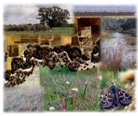 Image: Biodiversity in agriculture montage