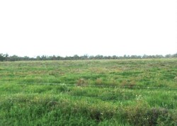 Adapting to change - previously salinised land