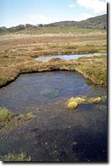 Photo: Bog community on the Victorian high plains