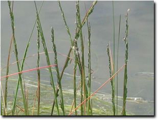 Image:  Australian Saltmarsh Grass - shoots