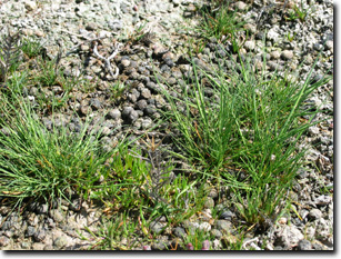 Image:  Australian Saltmarsh Grass