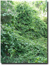 Photo: Banana passionfruit is an environmental weed