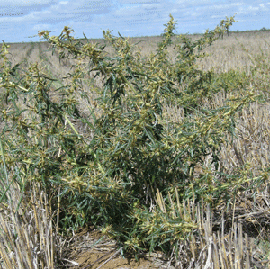 Image of bathurst burr plant