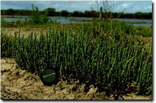 Image:  Beaded Glasswort