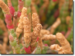 Image:  Beaded Glasswort Fruit