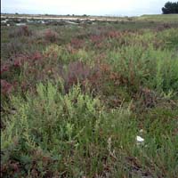 Image:  Class 3 Salinity