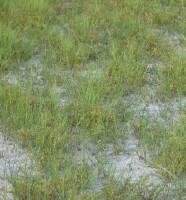 Image:  Class 4 Salinity