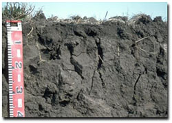 Photo: Conchoidal fracturing is evident in the 10 - 30 cm zone of this Grey Vertosol.