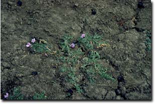 Image:  Creeping Monkey Flower