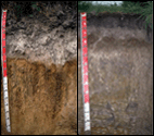 Banner of various sandy soils