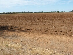 Irrigated paddock