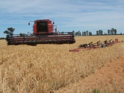 Wheat crop ready to be harvested