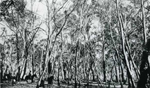 Erosion Report 1938 Plate 7