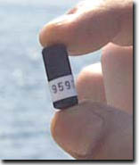 Image:  Fish Tracking - acoustic tag