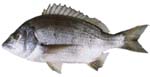 Image:  Fish Tracking Black Bream