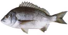 Image:  Fish Tracking Black Bream1