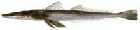 Image:  Fish Tracking Dusky Flathead