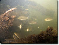 Image:  Fish Tracking - fish using snags