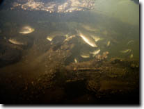 Image:  Fish Tracking - fish using snags