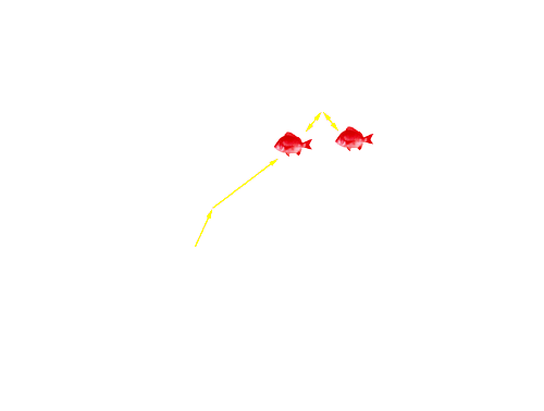Fish entered the Tambo River at 12.39 am on 30/11/05. The fish then swam up and down the Tambo river, but only as far upstream as the re-introduced large woody debris.