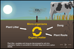 An animation illustrates the steps of the carbon cycle