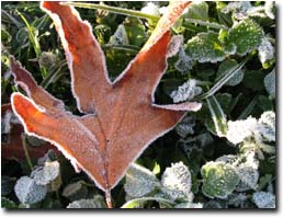 Photo:  Frosted Leaves