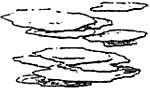 Platy Structure