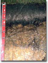 Bh horizon at 30-40 cm depth in West Gippsland  Podosol 