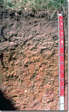 PHOTO: Soil Site GP22 profile