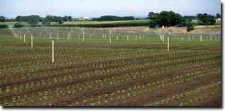 Photo: Celery cropping on Brown Chromosols near Cranbourne