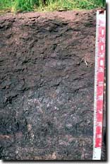 Photo: Black Vertosol near Cardinia