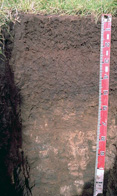 brown dermosol profile