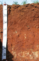 red ferrosol profile