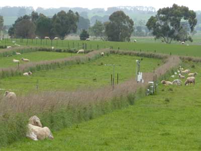 Lambs and ewes seek shelter from the wind