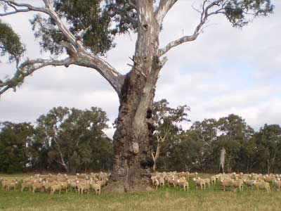 Sheep utilising the shade provided by a mature red gum