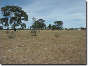 Photo: Remnant Vegetation