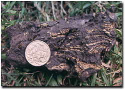 Photo: The straw-coloured material in this black clay is the mineral Jarosite. 