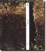Photo: Organosol from the Wellington Plains in Eastern Victoria