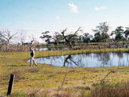 Examples of ecosystem decline - Catchment salinity