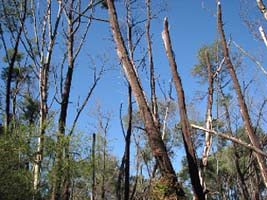 Examples of ecosystem decline - Vegetation decline
