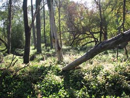 Examples of ecosystem decline - Weed proliferation