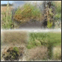 Montage of Salinity Indicator Plants photos in Victoria